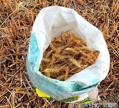 难忘当年麦收时