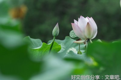 浅尝岁月