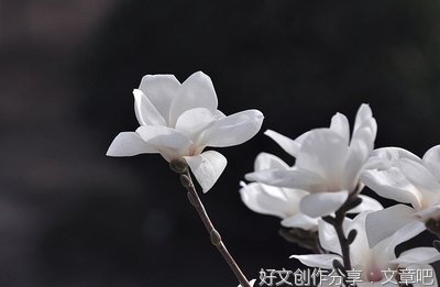 校园白玉兰