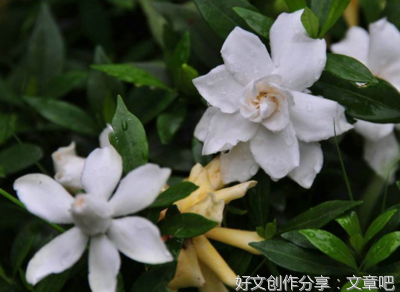 赏栀子花落