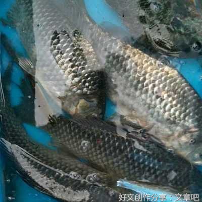 去钓鱼