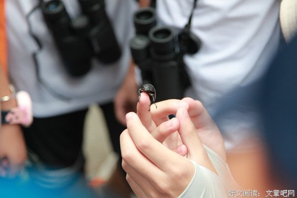 三下乡｜“山海”社会实践队： 鸟类食物来源追踪记-昆虫与鸟儿的
