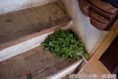 薄荷草