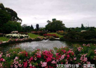 国王与玫瑰花
