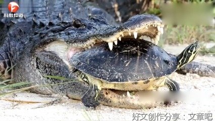 马来食螺龟