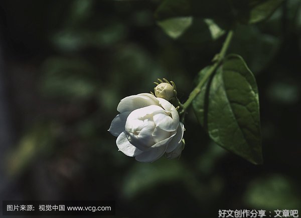 茉莉