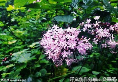 臭牡丹