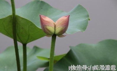 走进莫愁湖