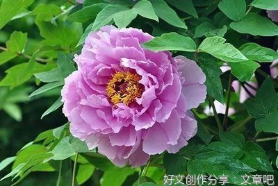 最美的花