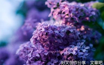 校园中的丁香