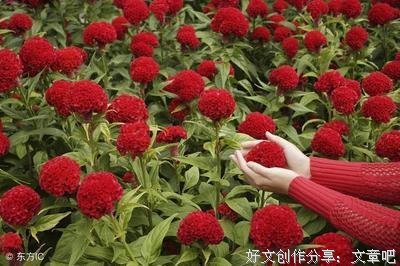 儿媳妇，反正你没孩子，就养着大姑姐的儿子吧，这事我帮你做主了