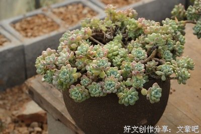 真正的喜欢，往往能够看得见