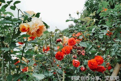 玫瑰错过了花期，我很想你