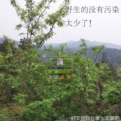 槐花焖饭
