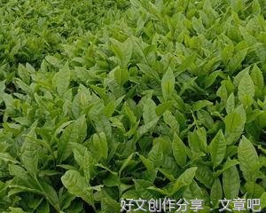 永远不要践踏别人对你的喜欢