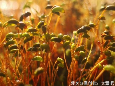 苔花的呼唤——观奥运有感