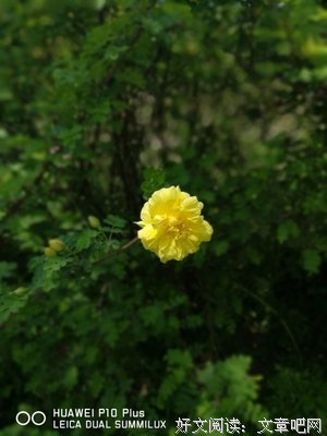 我有花一朵，长在我心中