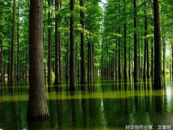 植物世界
