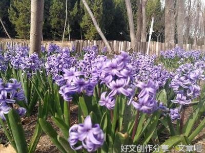 春天，我来了