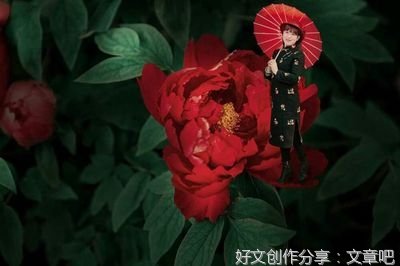 赏牡丹