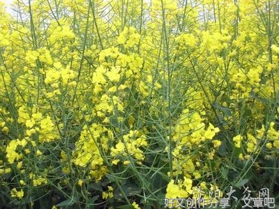 我爱油菜花