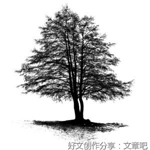 桤木树