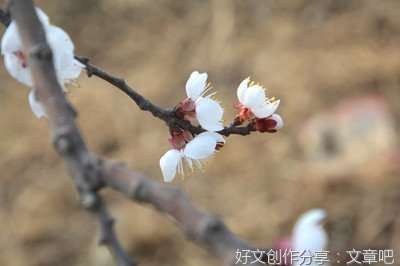 看！杏花开了