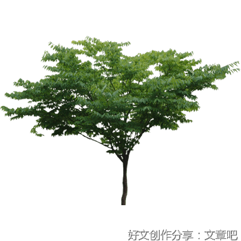 湖边的无名木
