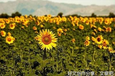 一如向日葵