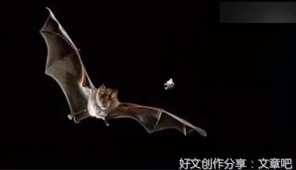 给人类的一封信