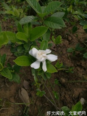 花开花落各有时
