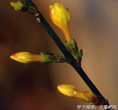 悄然离去时，就是春来时