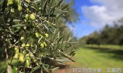 在澳飘荡的那几年