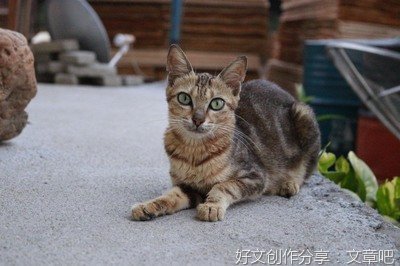 《幸福猫与贫困猫》