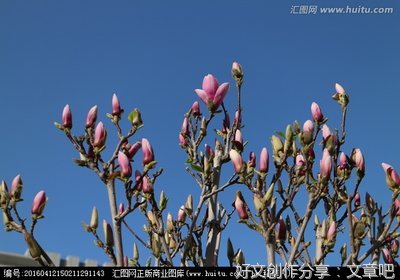 《玉兰花》