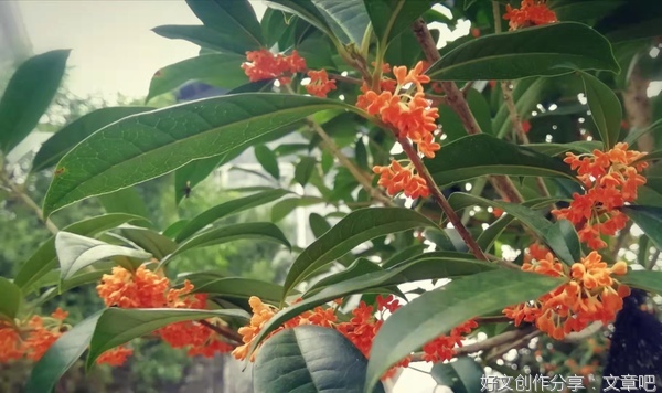 桂树开花了
