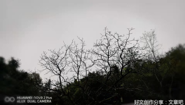 雨中种菜