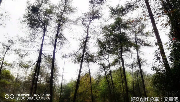 砍柴