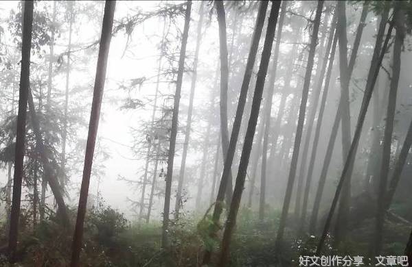 林中奇遇
