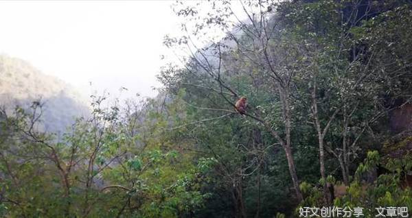 紫云村