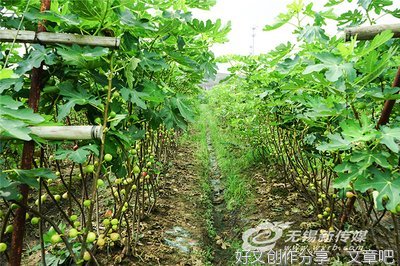 无花果结出“致富果”，绿色产业助力乡村振兴