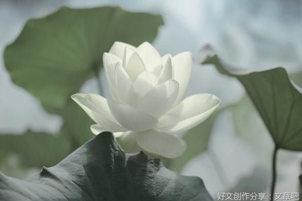 一个选择，一种人生