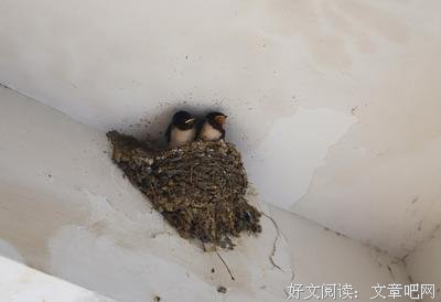 我情愿是一只燕子