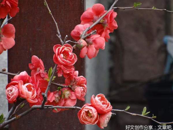 39 腊梅