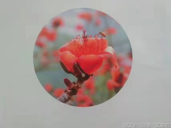 44 痴迷的爱你，木棉花