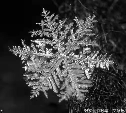 64 雪花儿