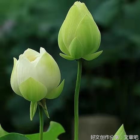 46 心善的女人