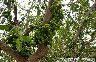 第二章 古树盘根，渊源流传 （一）