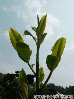 农忙处无声的爱