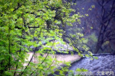 梨花院落